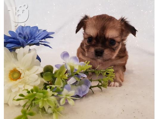 PoulaTo: Longhaired Chihuahuas Για Πώληση CKC Papered